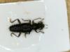 Stenus picipennis